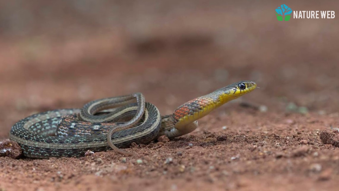 Striped Keelback